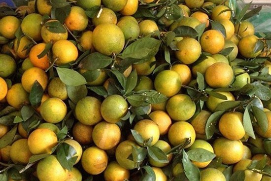 Cam Vinh chỉ 5 nghìn đồng/kg, người bán tiết lộ gì?