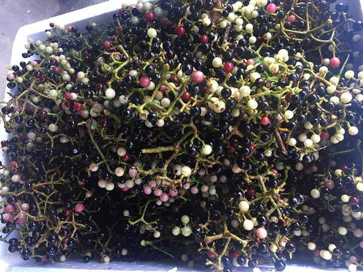 Quả rừng ngâm rượt Tết, quý cô công sở đút túi chục triệu/tháng-1