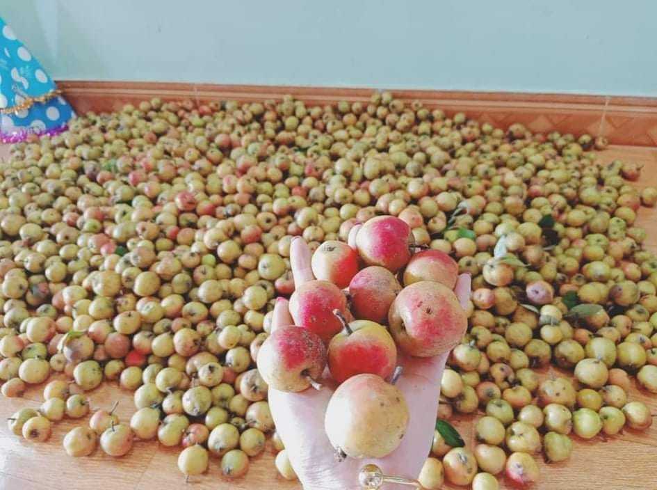 Quả rừng ngâm rượt Tết, quý cô công sở đút túi chục triệu/tháng-2