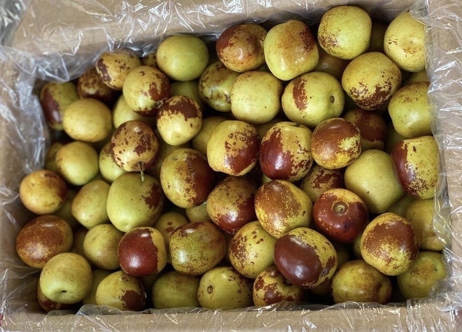 Táo tàu tươi giá 200.000 đồng/kg hút khách-2