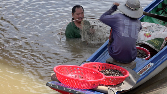 Đồng Tháp: Mùa nước nổi dân lặn sâu xuống sông xúc cả tạ con này, kiếm vài trăm ngàn mỗi ngày-1