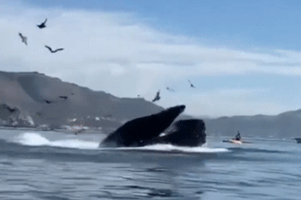 Voi con vào làng trộm mía, bị phát giác nên trốn sau cột điện bé tí hòng qua mắt bà con-2