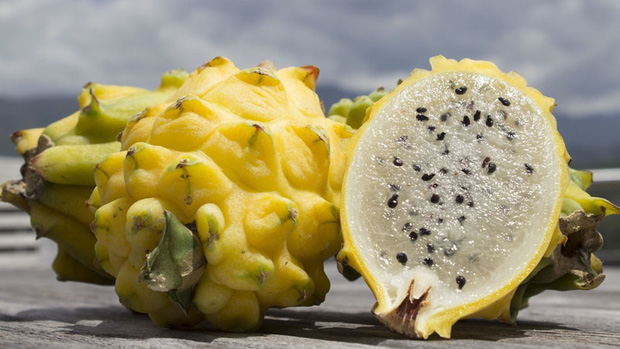 Thế giới có 5 loại thanh long màu sắc kỳ lạ, 4 loại xuất hiện tại Việt Nam-6