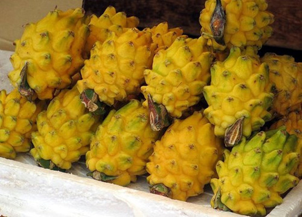 Thế giới có 5 loại thanh long màu sắc kỳ lạ, 4 loại xuất hiện tại Việt Nam-5