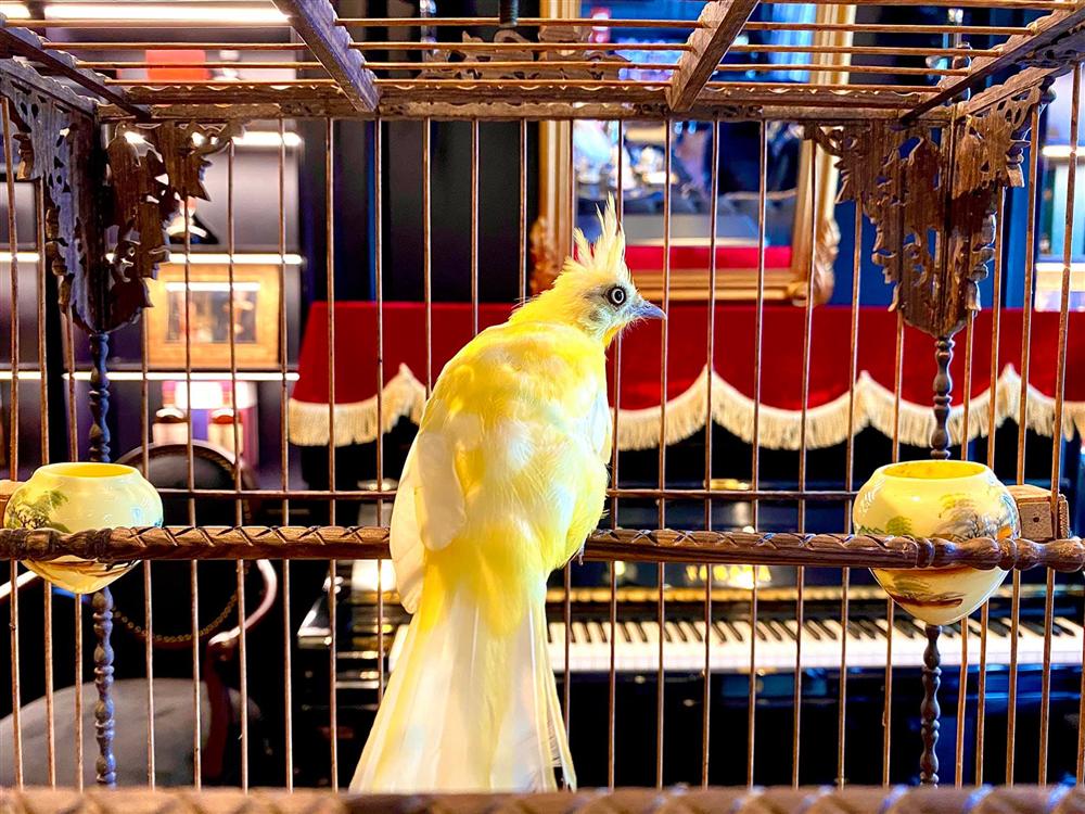 Ông trùm thời trang Việt Nam Chương Tailor sở hữu căn biệt thự xa hoa ngay phố cổ Hà Nội với bể cá Koi tiền tỷ cùng thú chơi chim đột biến cực quý hiếm-13