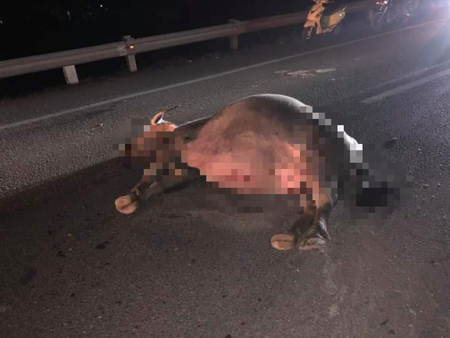 Xe buýt tông trúng trâu đang đi bộ qua đường rồi lật nhào xuống ruộng, gần chục hành khách hoảng loạn-4