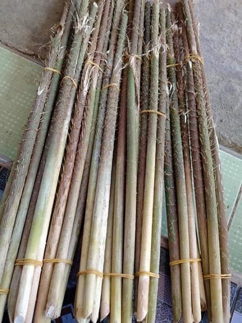 Loại cây gai chi chít, mọc hoang đầy rừng thành đặc sản ngon lạ-1