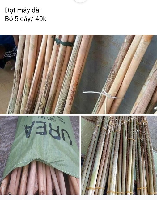 Loại cây gai chi chít, mọc hoang đầy rừng thành đặc sản ngon lạ-2