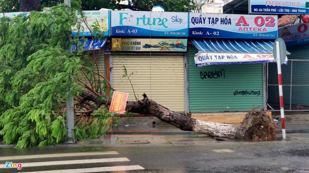 Cây gãy đổ la liệt khi bão số 12 quét qua Nha Trang-1