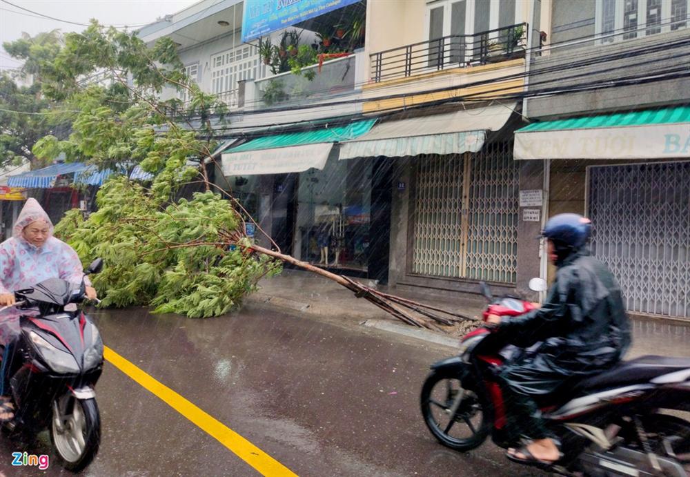 Cây gãy đổ la liệt khi bão số 12 quét qua Nha Trang-6