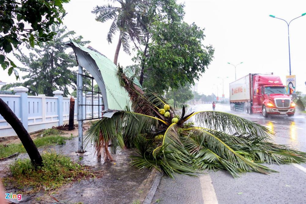 Cây gãy đổ la liệt khi bão số 12 quét qua Nha Trang-11