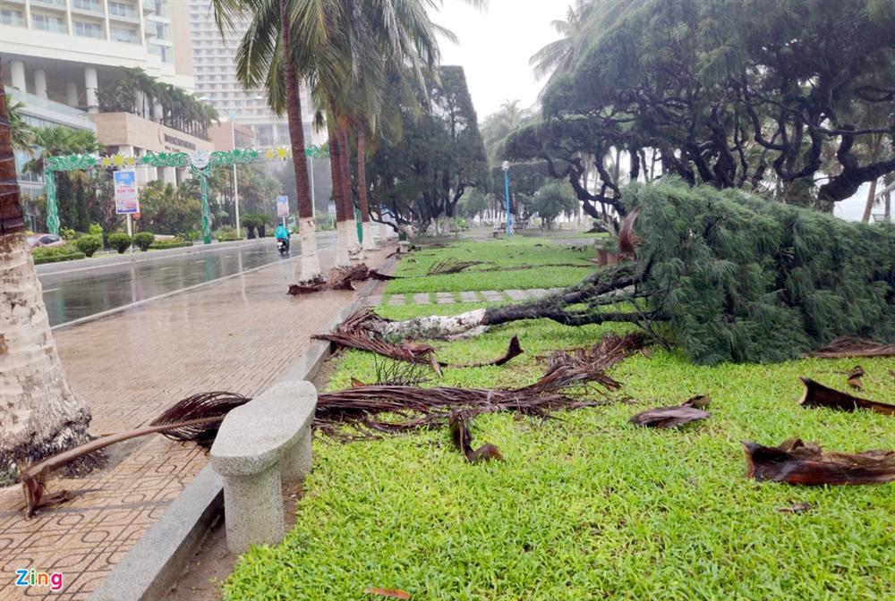 Cây gãy đổ la liệt khi bão số 12 quét qua Nha Trang-8