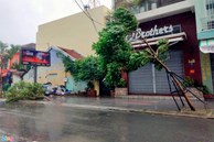 Cây gãy đổ la liệt khi bão số 12 quét qua Nha Trang