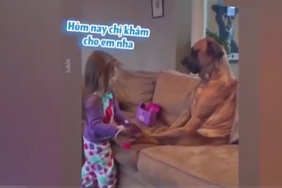 Clip: Chú chó 'nhẫn nhục' làm bệnh nhân cho em bé khám