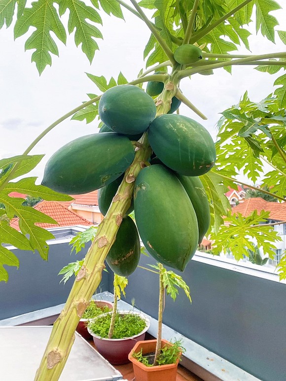 Sân thượng nhiều cây trái và các loại rau của diễn viên Diệp Bảo Ngọc-7