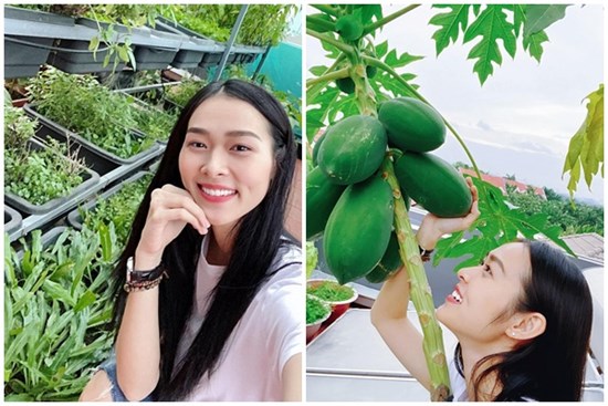 Sân thượng nhiều cây trái và các loại rau của diễn viên Diệp Bảo Ngọc