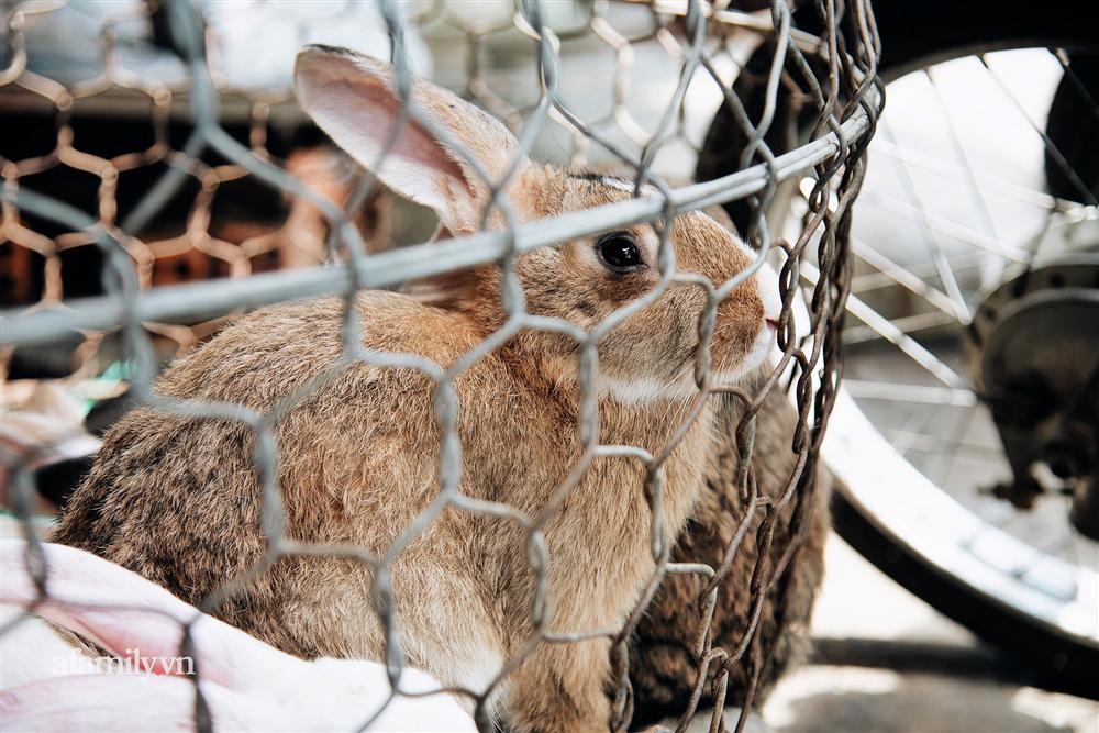 Chuyện lần đầu kể của người phụ nữ... lỡ làm nghề giết mổ động vật và những ánh mắt vô hồn đến ám ảnh tại khu xóm nhỏ chuyên thịt chó ở Sài Gòn-2