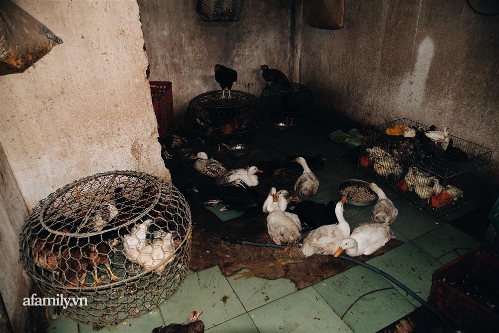 Chuyện lần đầu kể của người phụ nữ... lỡ làm nghề giết mổ động vật và những ánh mắt vô hồn đến ám ảnh tại khu xóm nhỏ chuyên thịt chó ở Sài Gòn-5