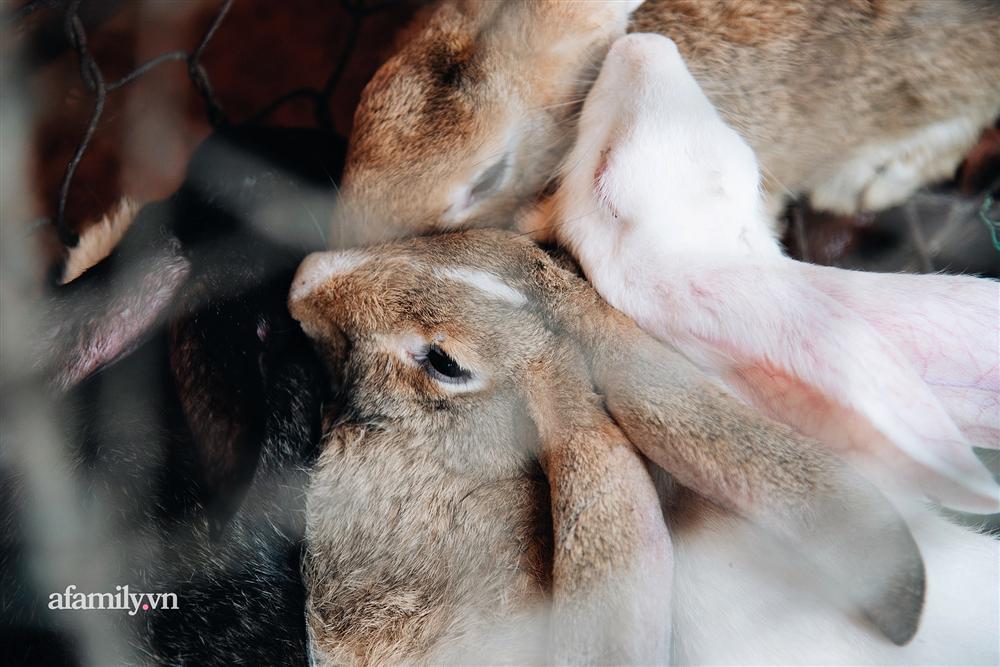 Chuyện lần đầu kể của người phụ nữ... lỡ làm nghề giết mổ động vật và những ánh mắt vô hồn đến ám ảnh tại khu xóm nhỏ chuyên thịt chó ở Sài Gòn-6