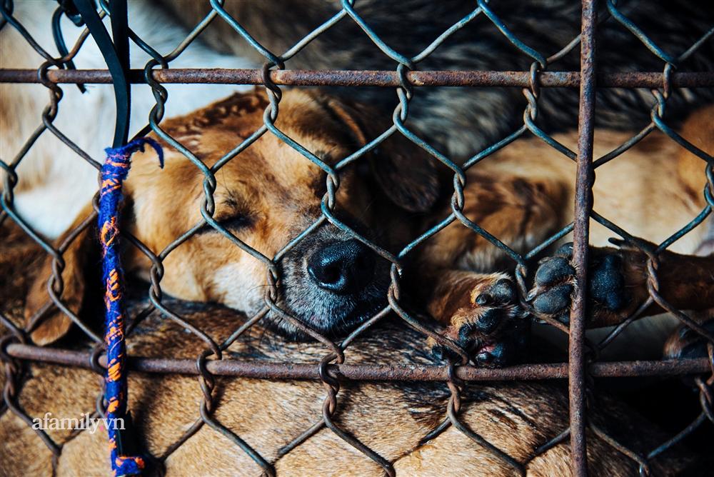 Chuyện lần đầu kể của người phụ nữ... lỡ làm nghề giết mổ động vật và những ánh mắt vô hồn đến ám ảnh tại khu xóm nhỏ chuyên thịt chó ở Sài Gòn-10