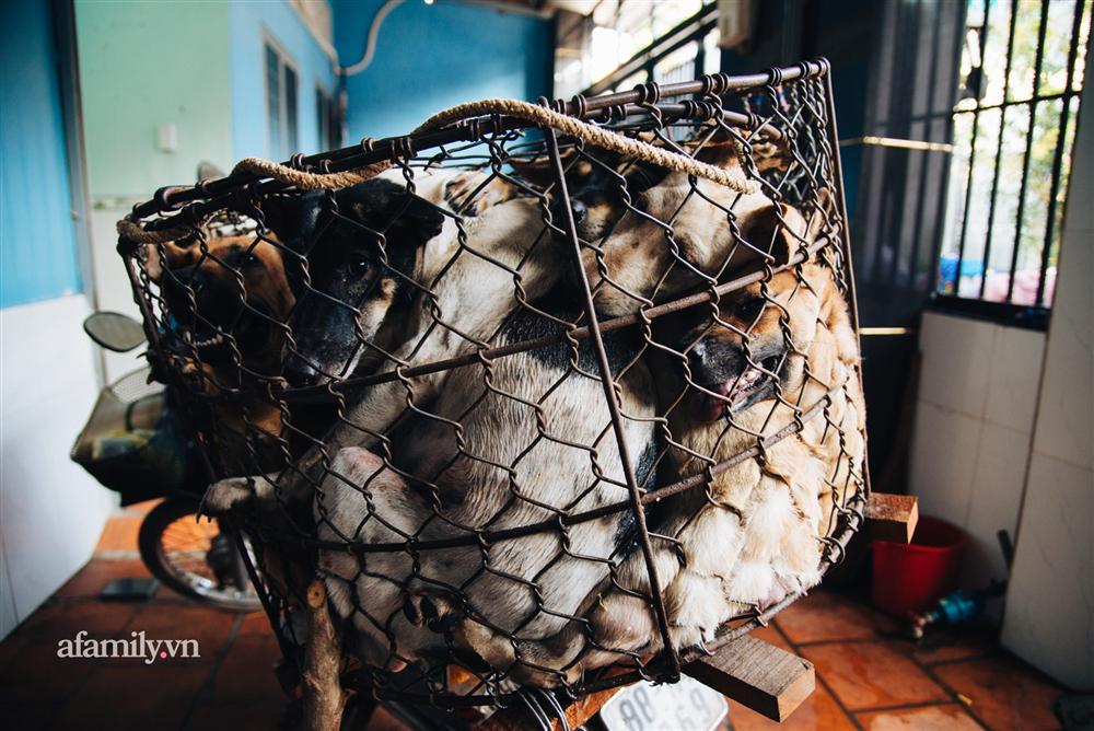 Chuyện lần đầu kể của người phụ nữ... lỡ làm nghề giết mổ động vật và những ánh mắt vô hồn đến ám ảnh tại khu xóm nhỏ chuyên thịt chó ở Sài Gòn-11