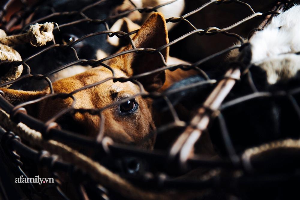 Chuyện lần đầu kể của người phụ nữ... lỡ làm nghề giết mổ động vật và những ánh mắt vô hồn đến ám ảnh tại khu xóm nhỏ chuyên thịt chó ở Sài Gòn-12