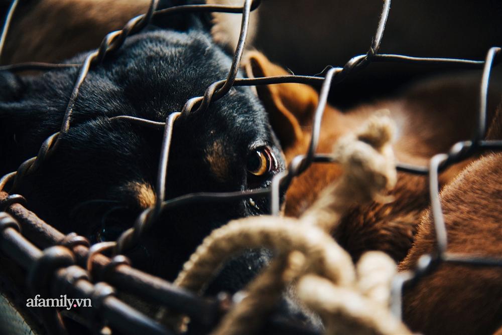 Chuyện lần đầu kể của người phụ nữ... lỡ làm nghề giết mổ động vật và những ánh mắt vô hồn đến ám ảnh tại khu xóm nhỏ chuyên thịt chó ở Sài Gòn-13