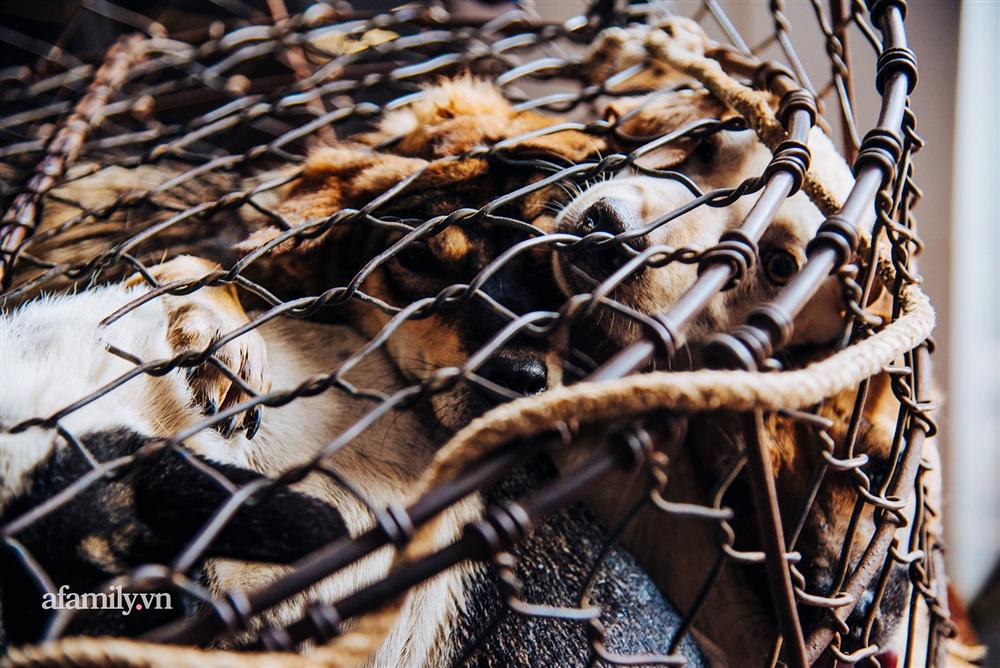 Chuyện lần đầu kể của người phụ nữ... lỡ làm nghề giết mổ động vật và những ánh mắt vô hồn đến ám ảnh tại khu xóm nhỏ chuyên thịt chó ở Sài Gòn-8