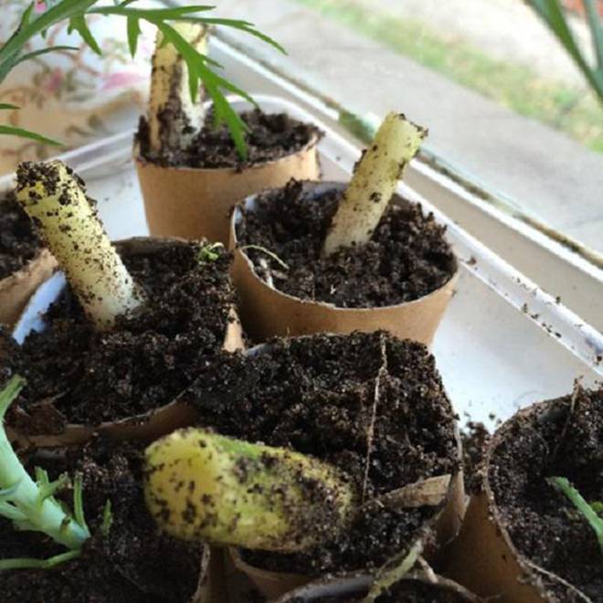 Chỉ mất 5 phút trồng vào lõi giấy vệ sinh, cả năm đỡ tốn tiền mua hành lá-6