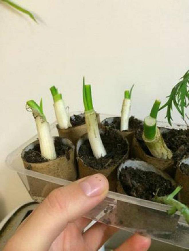 Chỉ mất 5 phút trồng vào lõi giấy vệ sinh, cả năm đỡ tốn tiền mua hành lá-7