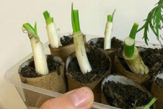 Chỉ mất 5 phút trồng vào lõi giấy vệ sinh, cả năm đỡ tốn tiền mua hành lá