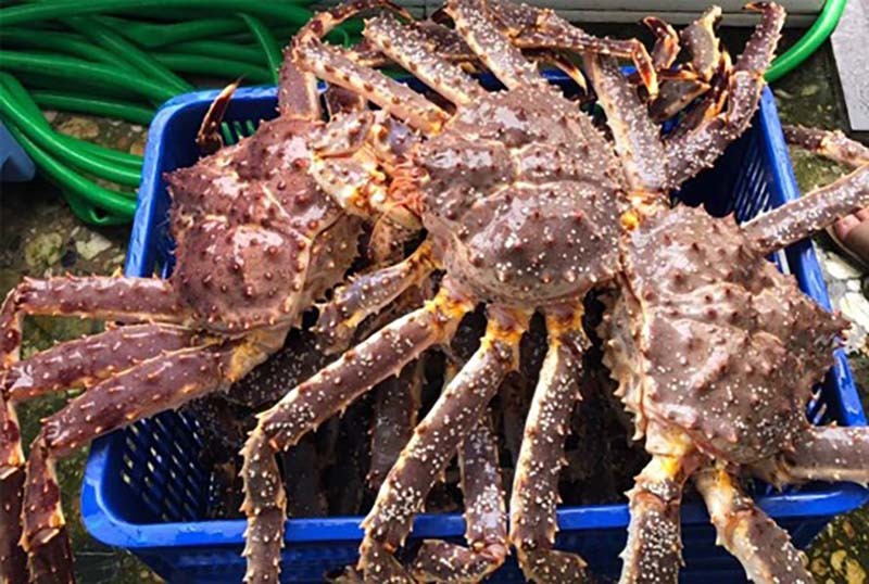 Cua Hoàng đế Alaska siêu rẻ, dân Hà Nội ồ ạt mua về ăn-1