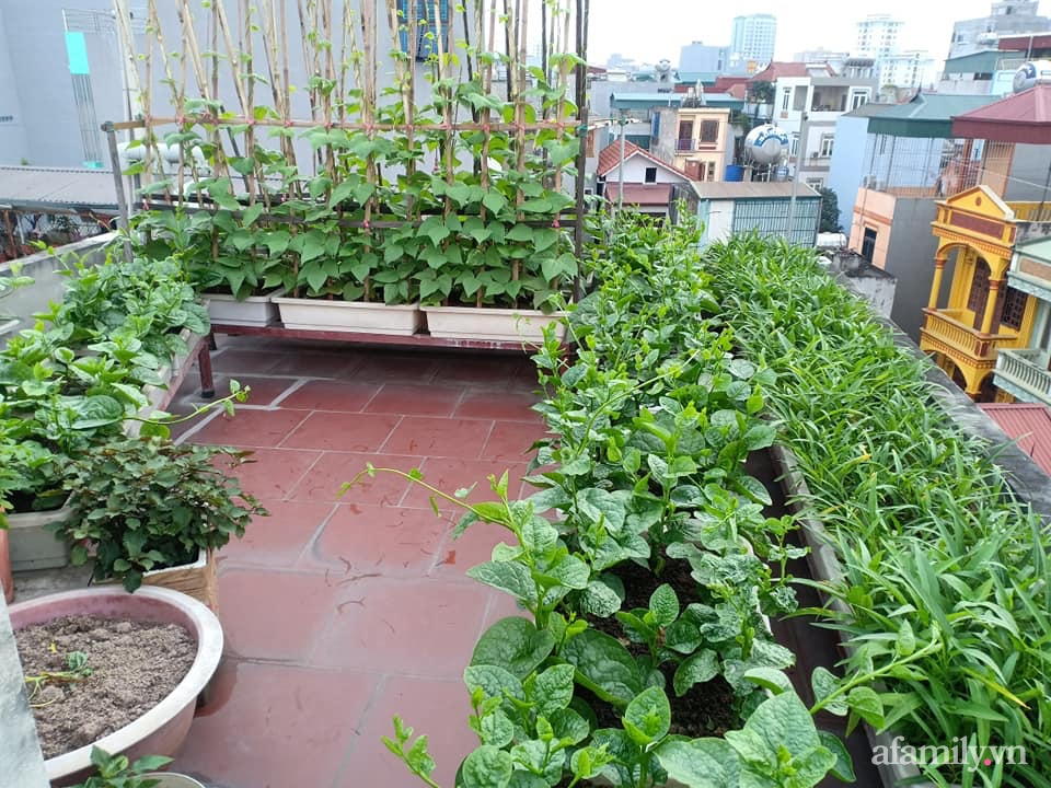 Ngắm vườn rau quả sạch trên sân thượng 35m² ở Hà Nội của anh bộ ...