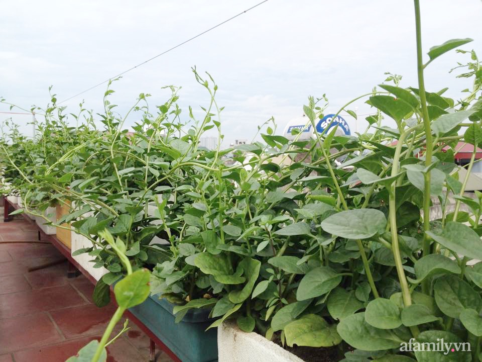 Chi 6 triệu đồng, anh bộ đội phủ kín rau quả sạch trên sân thượng 35m² ở Hà Nội phục vụ gia đình-3