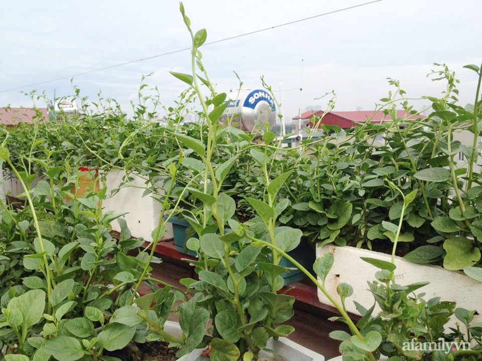 Chi 6 triệu đồng, anh bộ đội phủ kín rau quả sạch trên sân thượng 35m² ở Hà Nội phục vụ gia đình-4