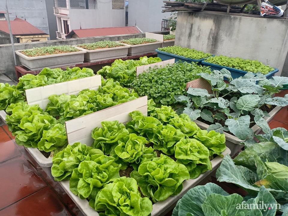 Chi 6 triệu đồng, anh bộ đội phủ kín rau quả sạch trên sân thượng 35m² ở Hà Nội phục vụ gia đình-5