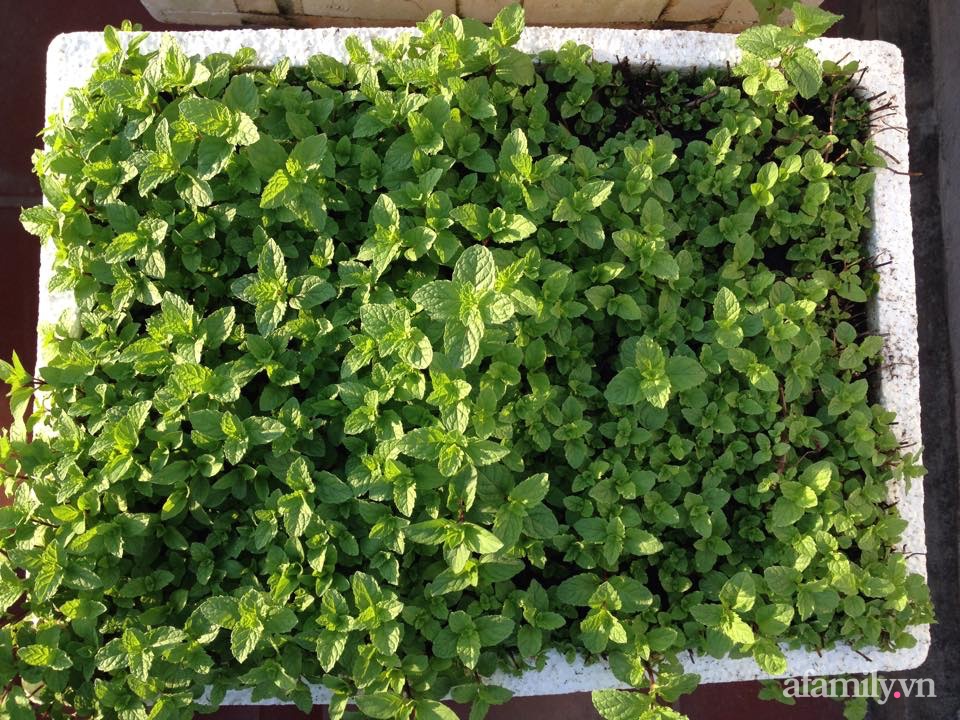 Chi 6 triệu đồng, anh bộ đội phủ kín rau quả sạch trên sân thượng 35m² ở Hà Nội phục vụ gia đình-7