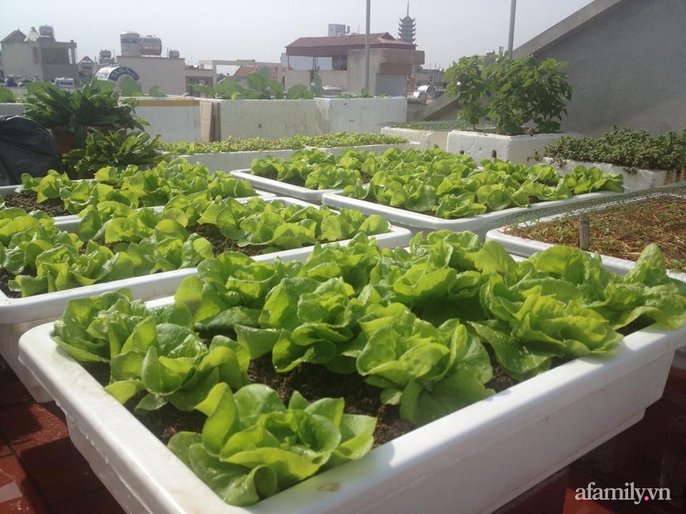 Chi 6 triệu đồng, anh bộ đội phủ kín rau quả sạch trên sân thượng 35m² ở Hà Nội phục vụ gia đình-14