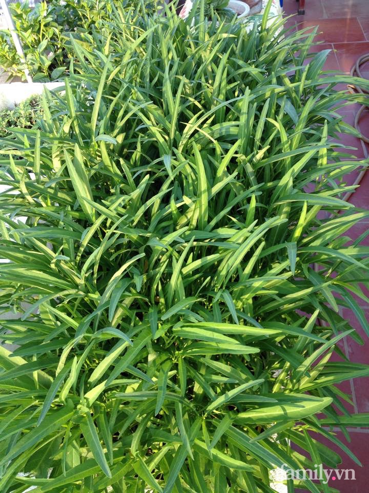 Chi 6 triệu đồng, anh bộ đội phủ kín rau quả sạch trên sân thượng 35m² ở Hà Nội phục vụ gia đình-15