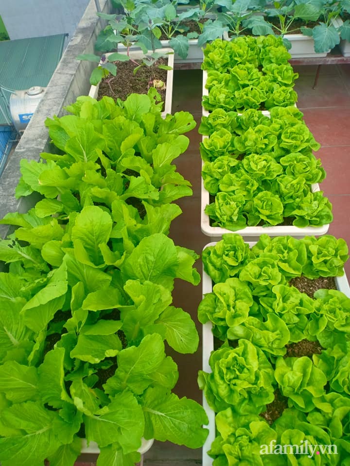 Chi 6 triệu đồng, anh bộ đội phủ kín rau quả sạch trên sân thượng 35m² ở Hà Nội phục vụ gia đình-23