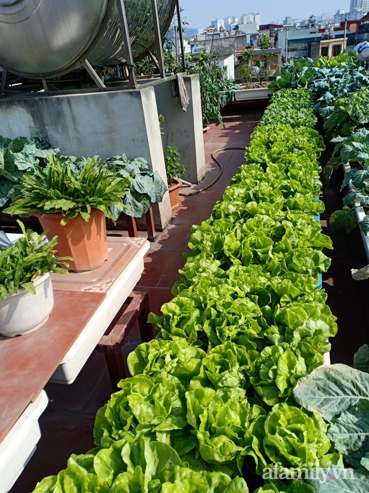 Chi 6 triệu đồng, anh bộ đội phủ kín rau quả sạch trên sân thượng 35m² ở Hà Nội phục vụ gia đình-29