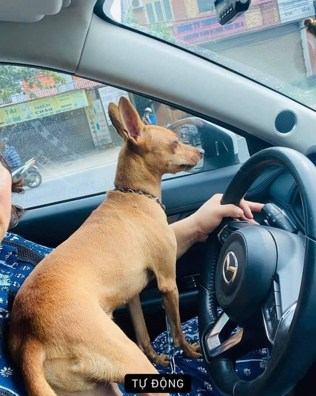 Chú chó rưng rưng nước mắt khi gặp lại chủ sau 1 tuần bị trộm bắt đi-3