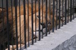 Ấn Độ: Đi sở thú, cả hai vợ chồng chết thảm-2