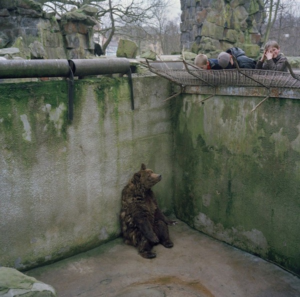 Bên trong sở thú khắp thế giới nơi các con vật bị ngược đãi để mua vui cho con người, đến nỗi phải trả giá bằng cả tính mạng của mình-2