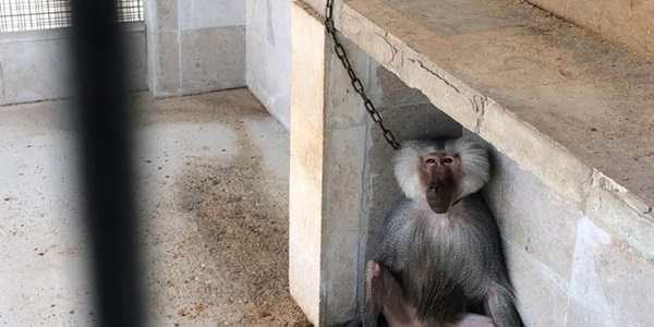 Bên trong sở thú khắp thế giới nơi các con vật bị ngược đãi để mua vui cho con người, đến nỗi phải trả giá bằng cả tính mạng của mình-3