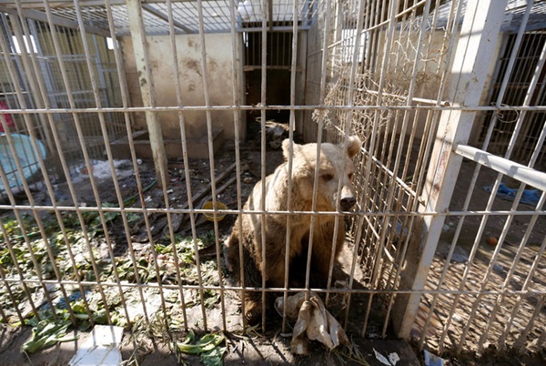 Bên trong sở thú khắp thế giới nơi các con vật bị ngược đãi để mua vui cho con người, đến nỗi phải trả giá bằng cả tính mạng của mình-5
