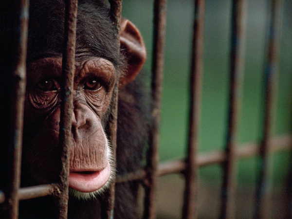Bên trong sở thú khắp thế giới nơi các con vật bị ngược đãi để mua vui cho con người, đến nỗi phải trả giá bằng cả tính mạng của mình-11