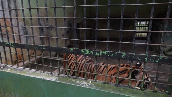 Bên trong sở thú khắp thế giới nơi các con vật bị ngược đãi để mua vui cho con người, đến nỗi phải trả giá bằng cả tính mạng của mình-12