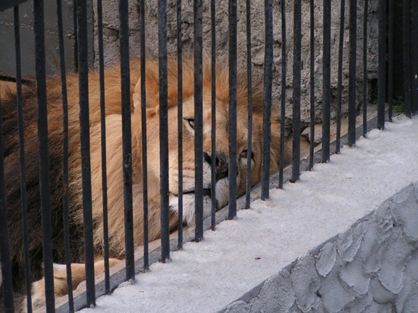 Bên trong sở thú khắp thế giới nơi các con vật bị ngược đãi để mua vui cho con người, đến nỗi phải trả giá bằng cả tính mạng của mình-13
