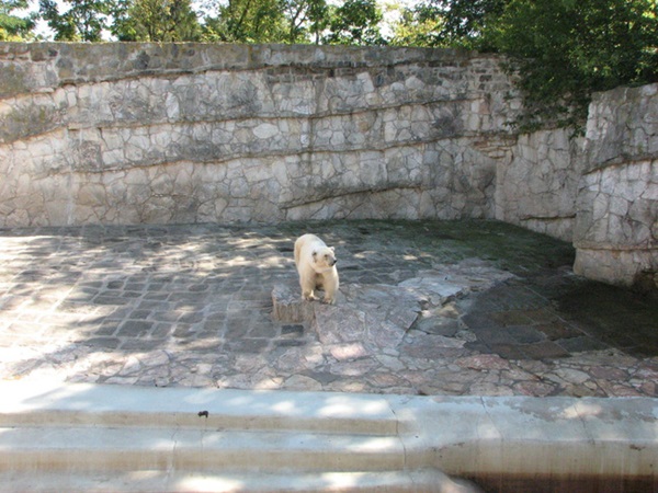 Bên trong sở thú khắp thế giới nơi các con vật bị ngược đãi để mua vui cho con người, đến nỗi phải trả giá bằng cả tính mạng của mình-8